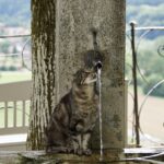 Test Trinkbrunnen für Katzen